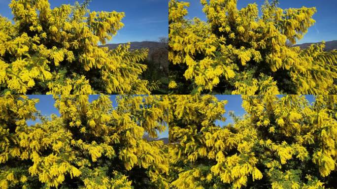 鸟瞰美丽的含羞草植物(金合欢)在2月开花与令人惊叹的蓝天。3月8日国际妇女节。