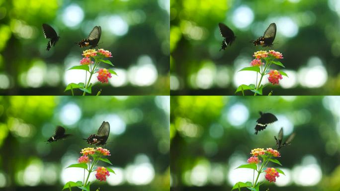 花丛中蝴蝶飞舞爬行慢镜头