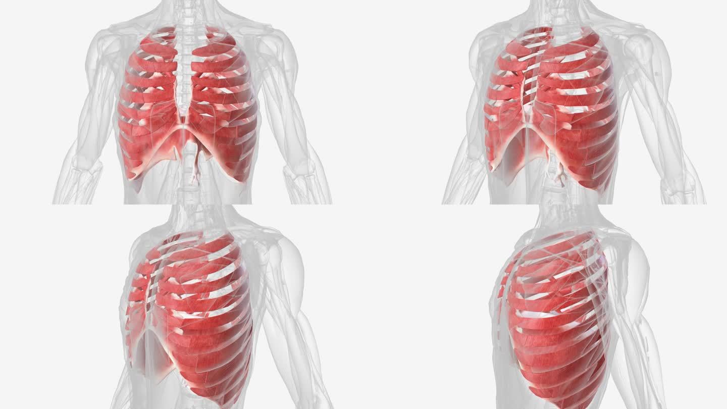胸腔的肌肉包括隔膜和胸廓的肌肉。