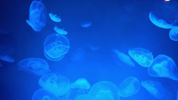 海洋馆水母美人鱼表演魔鬼鱼海底世界