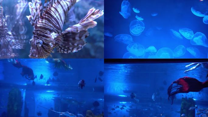 海洋馆水母美人鱼表演魔鬼鱼海底世界
