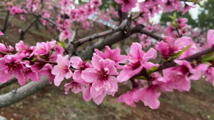 春雨绵绵吹打着梨花桃花