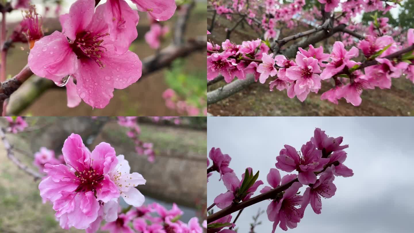 春雨绵绵吹打着梨花桃花