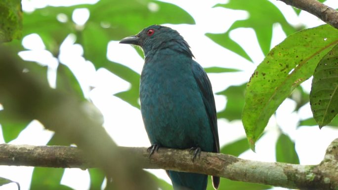 野生雌性亚洲蓝鸟栖息在森林中的树枝上，警惕周围的环境，观察周围的环境，特写镜头。