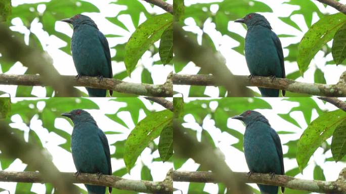 野生雌性亚洲蓝鸟栖息在森林中的树枝上，警惕周围的环境，观察周围的环境，特写镜头。