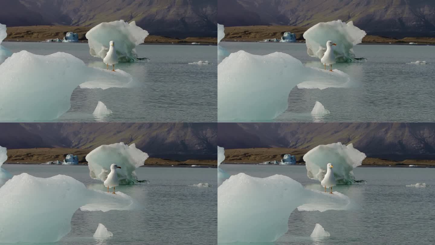 一只海鸥在浮冰上休息的中景镜头。