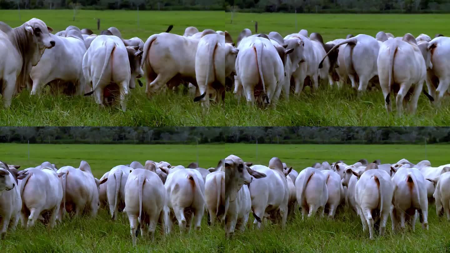 绿色牧场上的白牛慢悠悠地走着