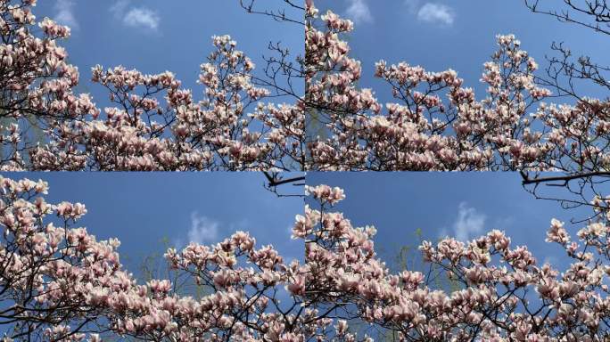 玉兰花 辛夷花 春色 春天 早春 花海