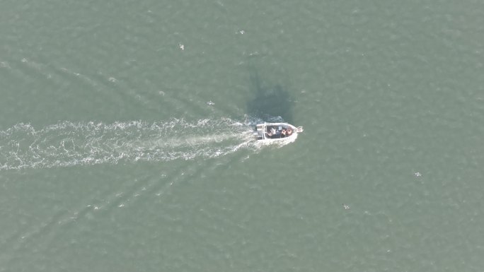 航拍俯瞰威海市高区双岛湾海面航行快艇海鸥