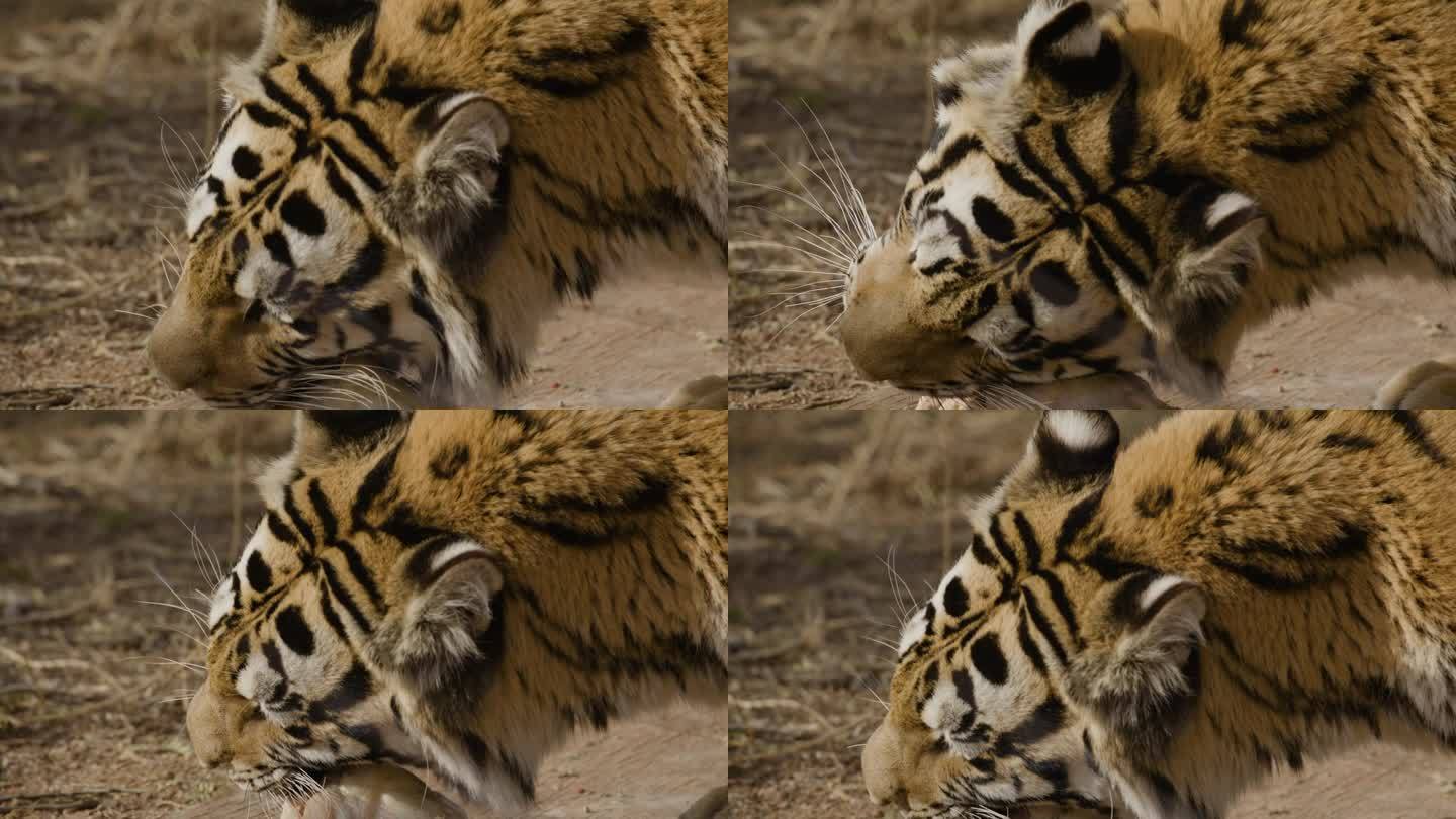 老虎在近距离吃他的饭