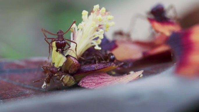 红蚁群从红色木槿掉落的雌蕊中收获食物