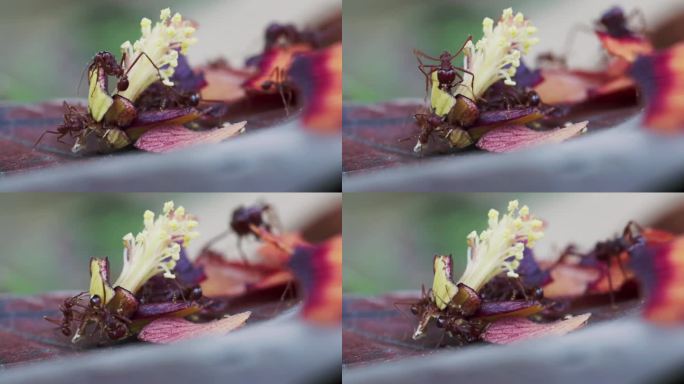 红蚁群从红色木槿掉落的雌蕊中收获食物