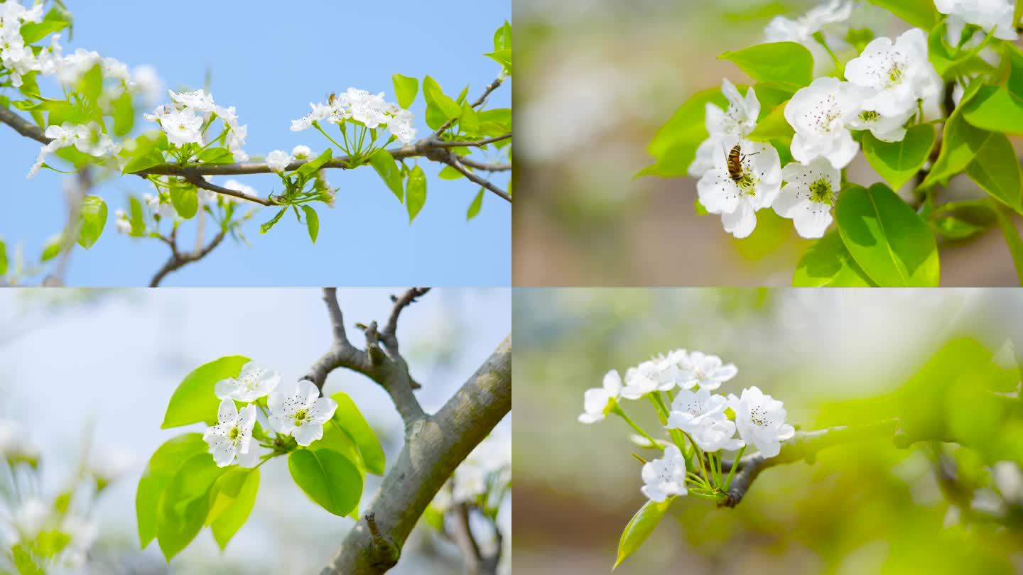 梨花特写梨花盛开实拍梨花