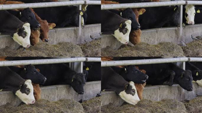 四头不同种类的奶牛在一个喂食站。