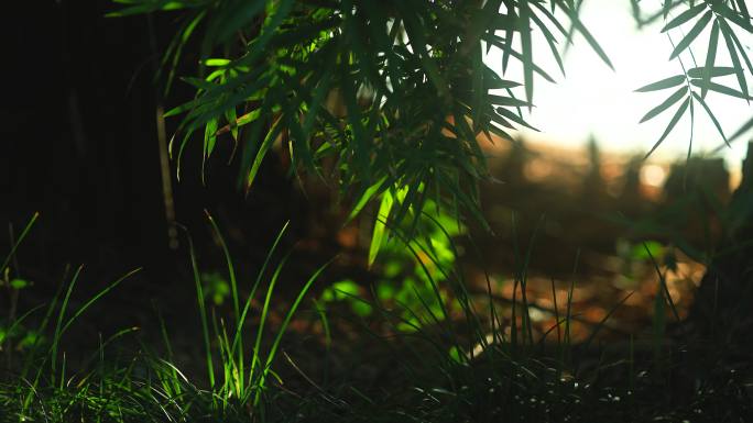 阳光照进湖水边的竹林，光芒发射在竹叶上