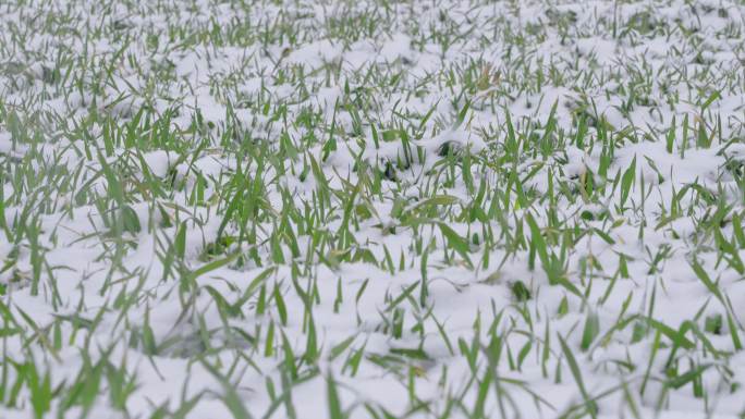 冬季下雪天的冬小麦