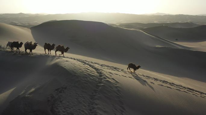 沙漠 穿越 驼铃 驼队 骆驼