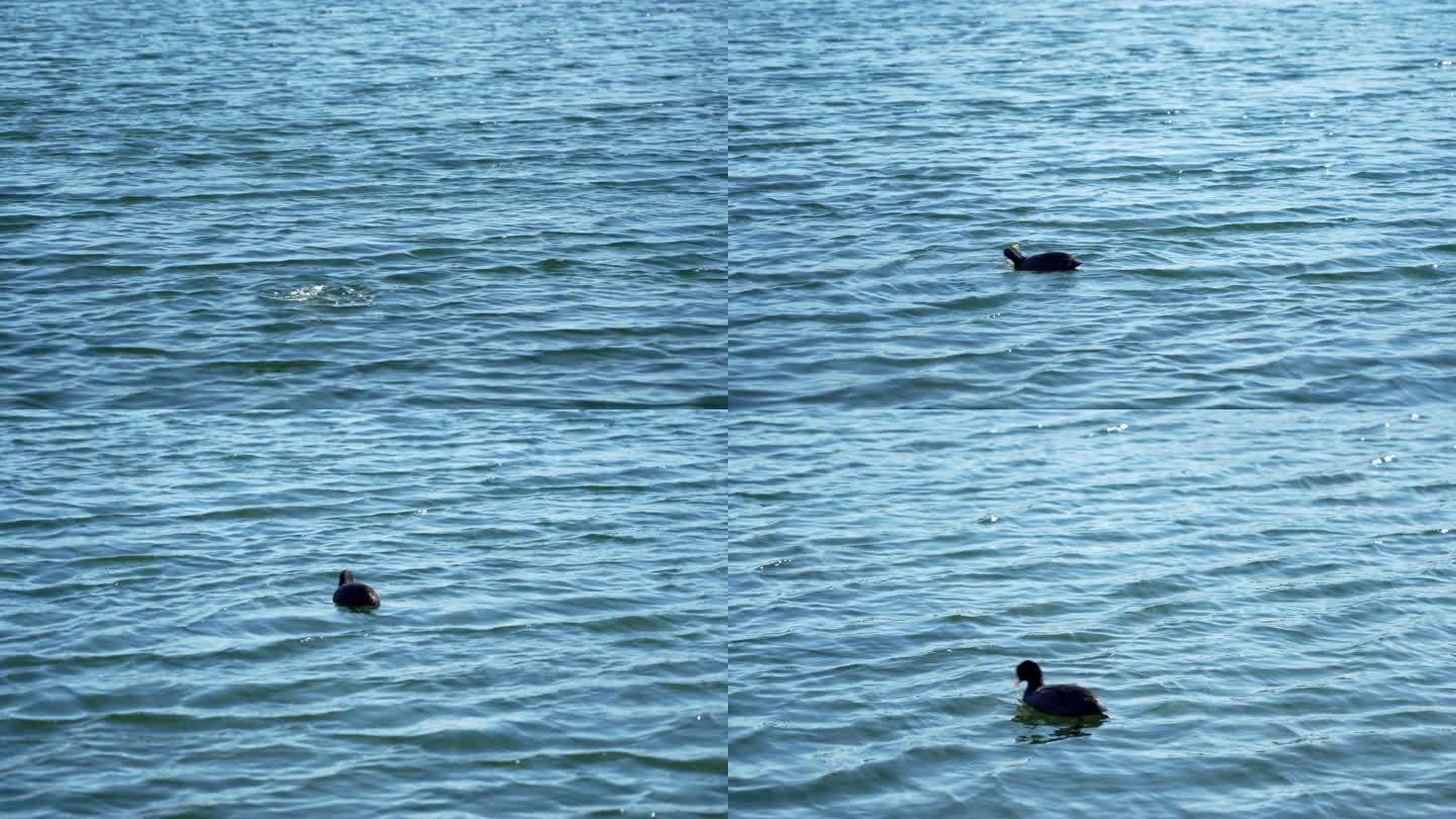 鸭子水禽游泳湿地池塘沼泽地