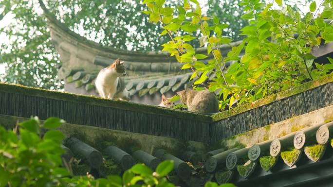 中式古典园林中的小猫