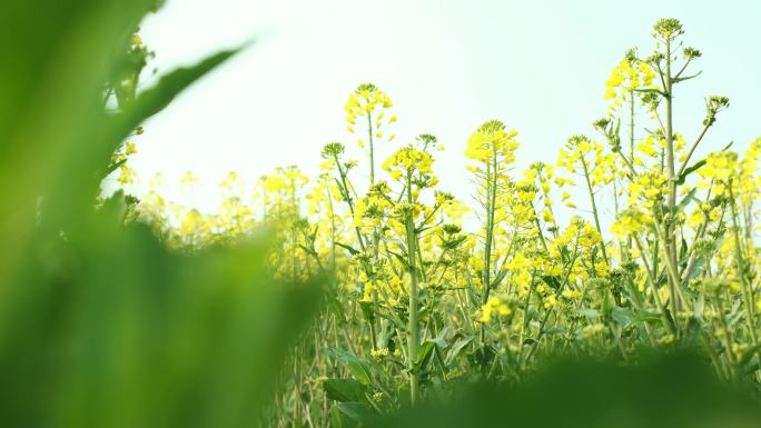 春日油菜花