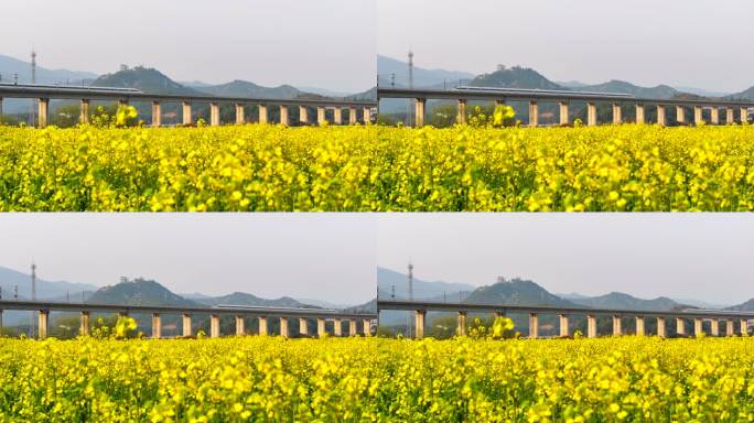 中国高铁行驶过万亩油菜花田野