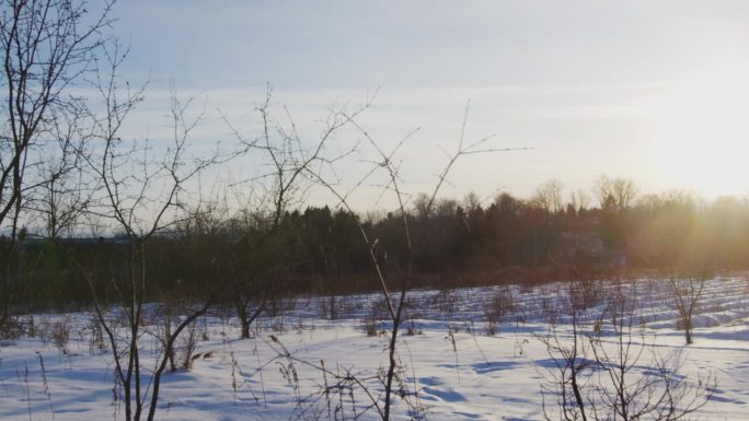 从一些枯树开始拍摄的广角露脸镜头，展现了白雪覆盖的田野上明亮的日落。