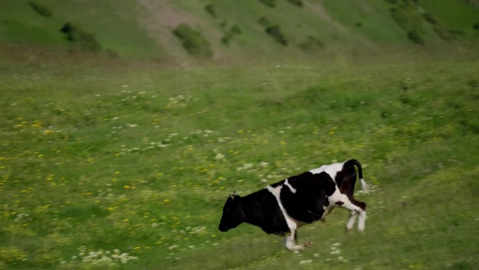 奶牛在草地上奔跑。黑白相间的牛跑在郁郁葱葱的绿色草地与山的背景