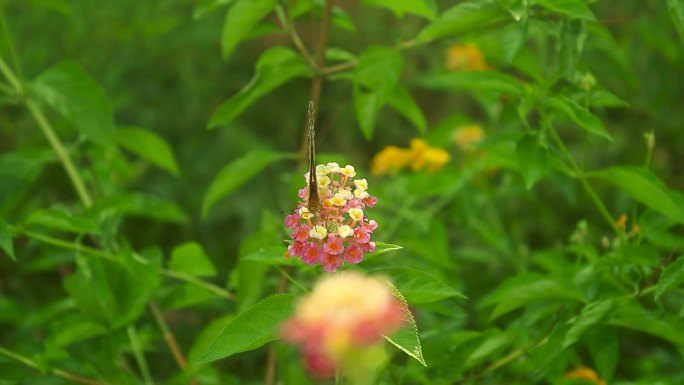 花丛中蝴蝶飞舞爬行慢镜头