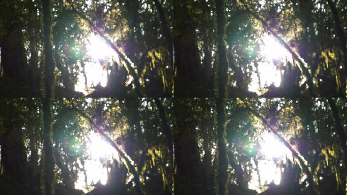 树林丛林光影闪耀