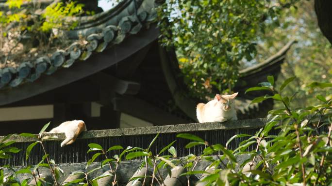 中式古典园林中的小猫