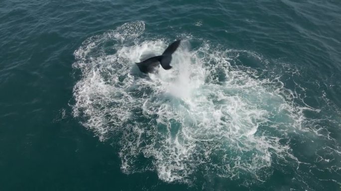 从空中拍摄，一头母鲸和幼鲸拍打着尾巴