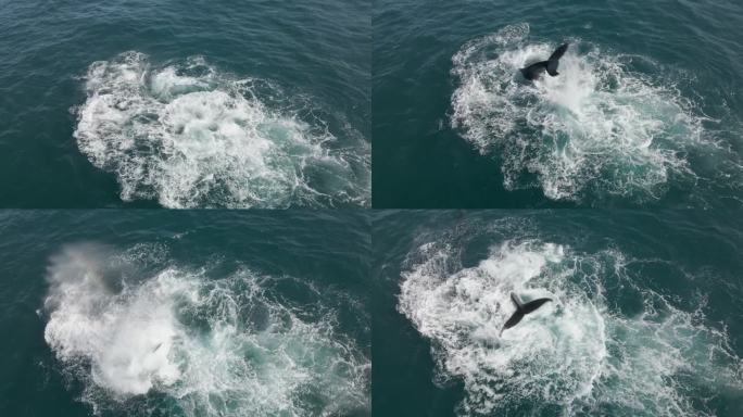 从空中拍摄，一头母鲸和幼鲸拍打着尾巴