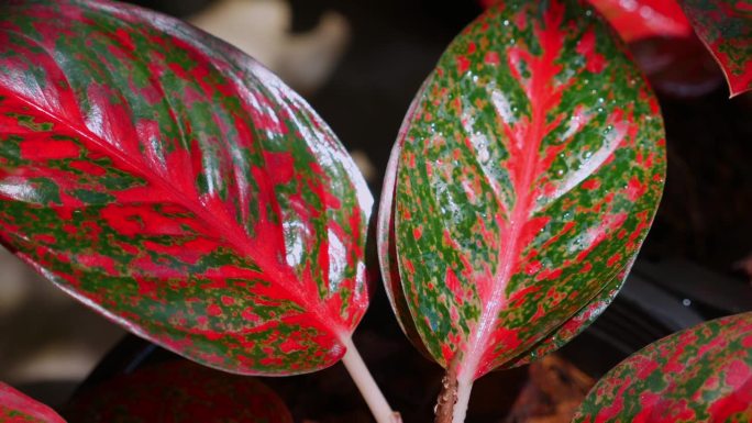 外来植物鲜艳的红色和绿色杂色叶子特写。Botani