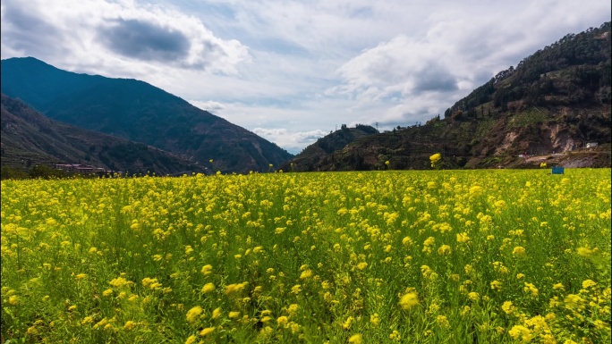 雅安市石棉县王岗坪乡油菜花4K延时