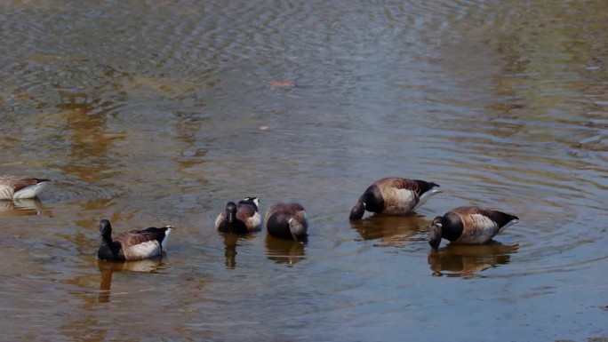 一群布兰特鹅在池塘里吃藻类的镜头