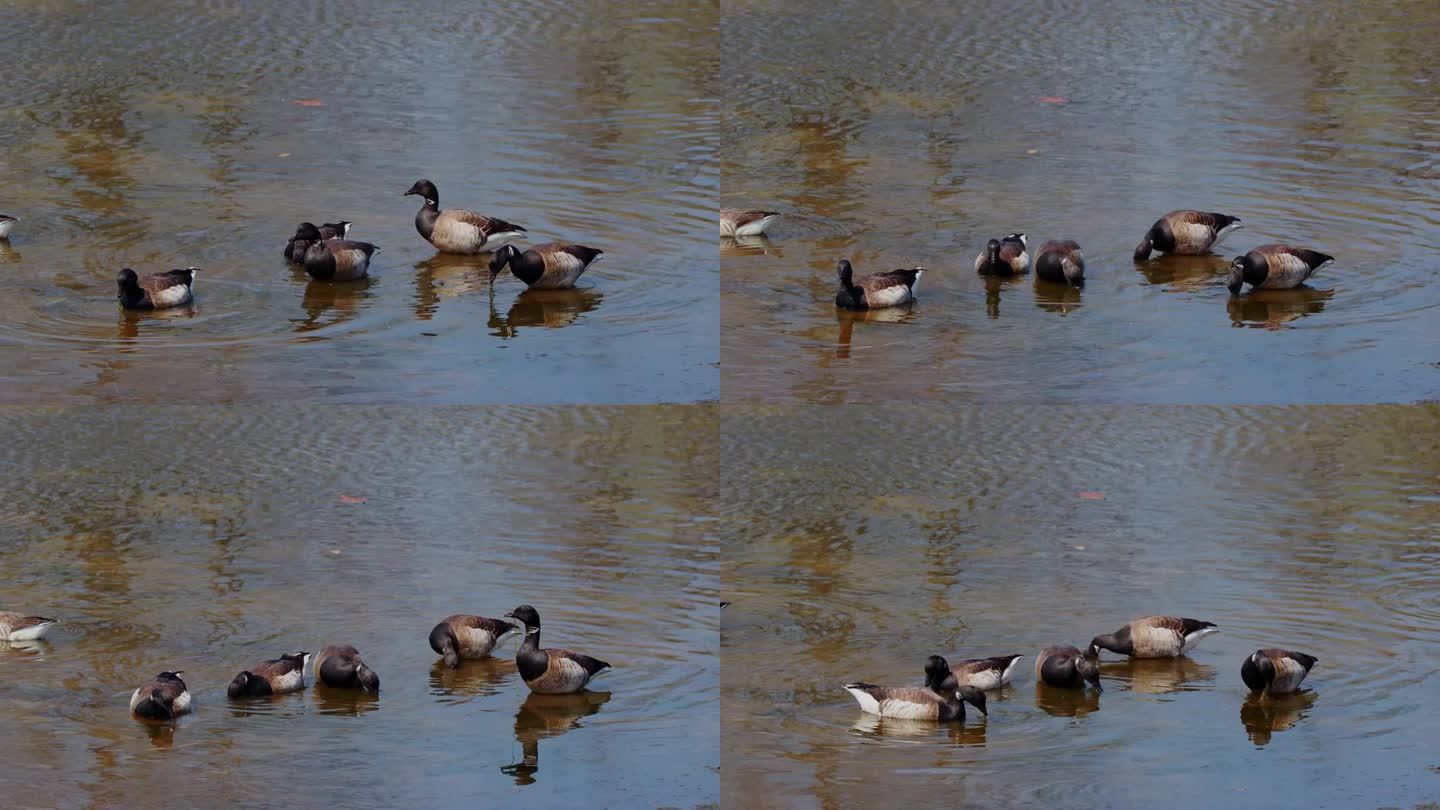 一群布兰特鹅在池塘里吃藻类的镜头