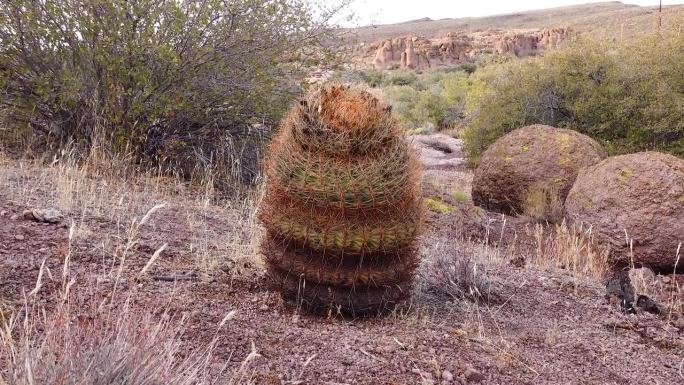 加州桶形仙人掌，圆锥形桶形仙人掌(Ferocactus aceus)，仙人掌生长在沙漠中的石头上。亚