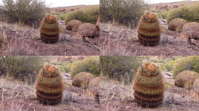 加州桶形仙人掌，圆锥形桶形仙人掌(Ferocactus aceus)，仙人掌生长在沙漠中的石头上。亚