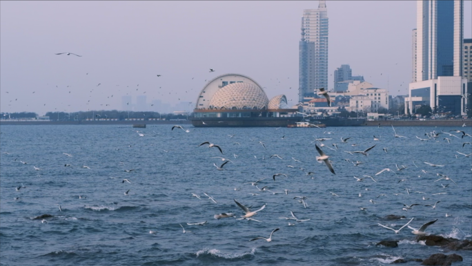 冬季风雨前夕，海鸥群在青岛栈桥飞翔觅食