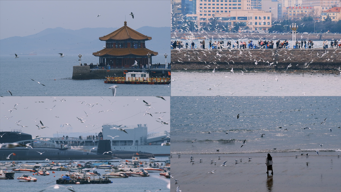 冬季风雨前夕，海鸥群在青岛栈桥飞翔觅食