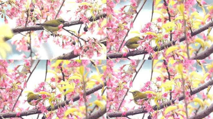 花鸟视频，樱花小鸟，太阳鸟吃樱花花蜜