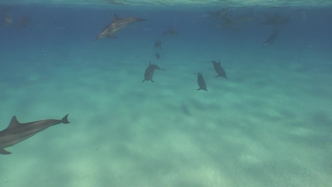 清澈的海水展示了一群海豚在沙滩上嬉戏的动作。