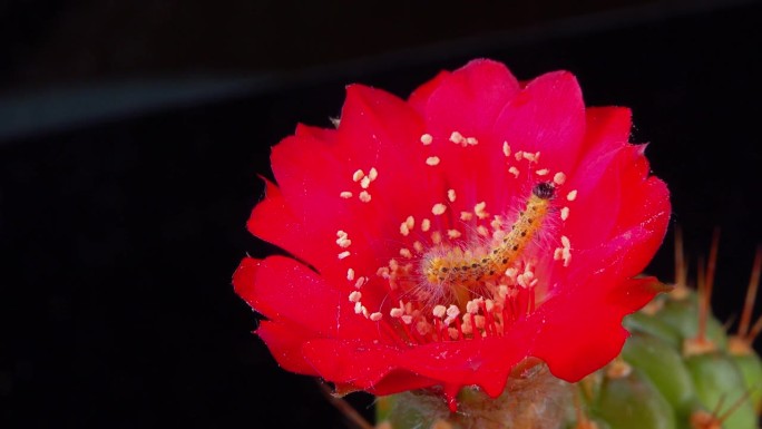 美洲白蝴蝶的毛虫在一朵红色的仙人掌花上爬行