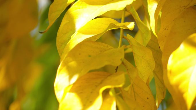 金黄的树叶在阳光下-秋色
