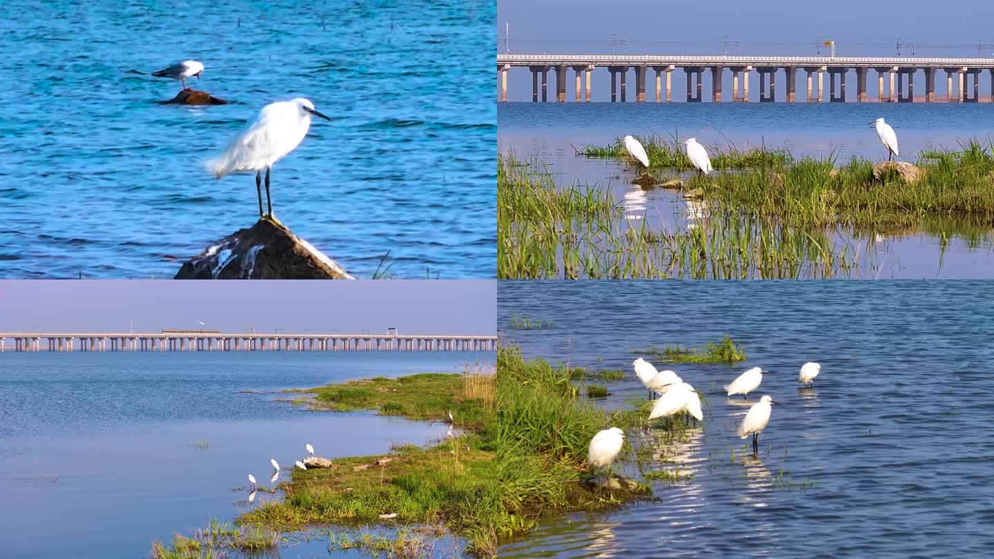 白鹭水鸟捕食嬉戏环境自然生态湿地栖息4K
