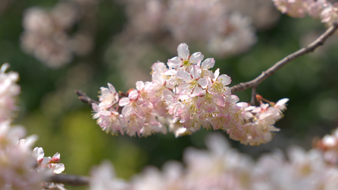 春季盛开樱花早樱