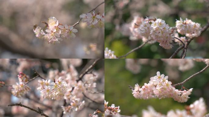 春季盛开樱花早樱