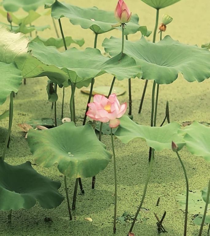 风中摇曳的荷花与荷叶组成的古风诗意感画卷