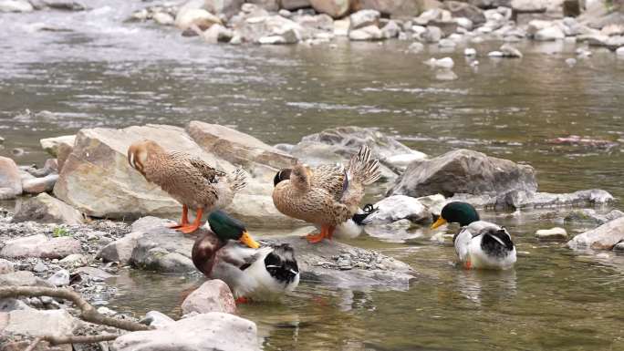 鸭子在清澈的小河里游泳鸭子洗澡鸭子觅食