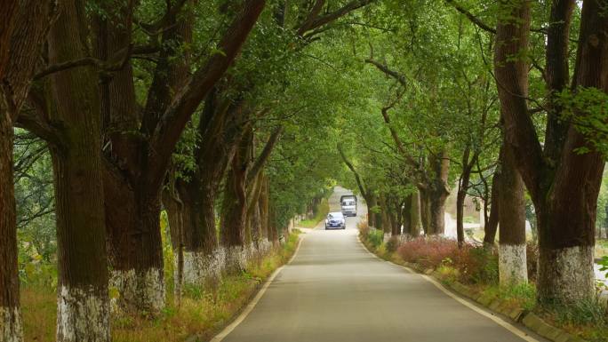 车辆穿越树林里的道路